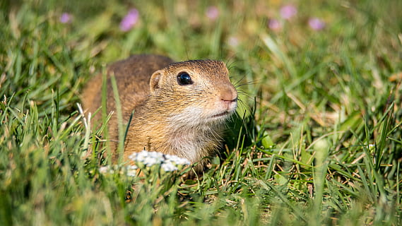 gopher, gopher algemeen, spermophilus citellus, gras, knaagdier, dier, zoogdier, natuur, dieren in het wild, dierlijke thema's, één dier, dierenleven, fabriek, selectieve aandacht, geen mensen, land-, detailopname, veld-, dag, buitenshuis, gewerveld, groene kleur, aan het eten, klein, dierenkop, snorhaar, 5K, CC0, publiek domein, royaltyvrij