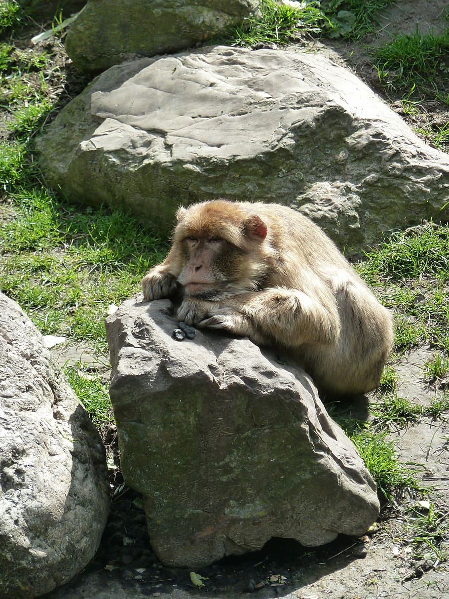 mico, pedra, zoo, fauna animal, animals a la natura, temes d'animals, rock, animal, rock - object, mamífer, sòlid, vertebrats, un animal, dia, naturalesa, relaxació, animals en captivitat, cap gent, formació de roca, primat, assegut, a l'aire lliure, 4K