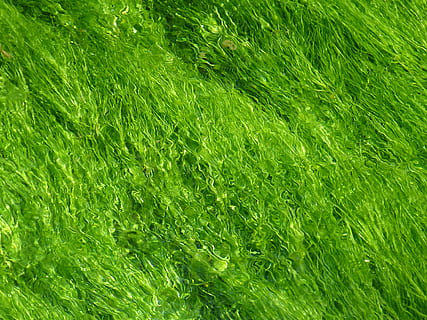 Grün, Hintergrund, Textur, Struktur, hellgrün, Wasser, Wasserpflanze, fließen, grüne Farbe, Vollbild, Hintergründe, Pflanze, Gras, Wachstum, Feld, keine Leute, Schönheit in der Natur, Natur, Land, Tag, Frische, üppiges Laub, draußen, Laub, Nahansicht, High Angle View, texturiert, Ruhe, 4K, CC0, gemeinfrei, lizenzfrei