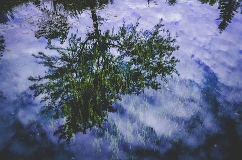 refleksjon maleri, trær, refleksjon, maleri, tre, vann, natur, blå, utendørs, himmel, bakgrunn, årstid, ingen folk, skjønnhet i naturen, skog, gren, vekst, lilla, anlegg, ro, sky - himmel, rolig scene, dag, naturskjønnhet - natur, innsjø, vannkanten, høy vinkel visning, 4K, CC0, offentlig domene, opphavsrett gratis