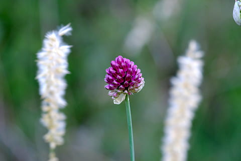rødkløver, blomstre, flor, Klee, natur, plante, eng, blomst, spids blomst, kløverblomst, foderplante, vilde blomster, lilla, tæt, makro, græs, sommer, græs blomst, violet, trifolium pratense, bælgplanter, Europa, smuk, blomstrede, blomstrende plante, sårbarhed, skrøbelighed, skønhed i naturen, friskhed, vækst, tæt på, kronblad, fokus på forgrunden, blomsterhoved, blomsterstand, plantestamme, dag, ingen mennesker, selektiv fokusering, lyserød farve, udendørs, 5K, CC0, offentligt domæne, royaltyfrie
