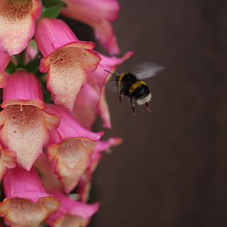 Biene, summen, fliegen, hummeln, Blume, Pollen, Tierthemen, wirbellos, Insekt, Tiere in freier Wildbahn, Tierwelt, Tier, ein Tier, blühende Pflanze, Schönheit in der Natur, Blütenblatt, pinke Farbe, Verletzlichkeit, Zerbrechlichkeit, Nahansicht, Blütenkopf, Frische, Pflanze, Wachstum, keine Leute, Bestäubung, Hummel, 2K, CC0, gemeinfrei, lizenzfrei