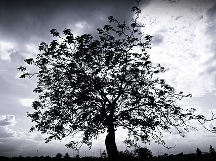 Baum, Natur, Baum, Natur, Silhouette, Himmel, draußen, Landschaft, hinterleuchtet, Schwarz und weiß, wolke - himmel, Ast, keine Leute, Tag, Pflanze, Schönheit in der Natur, Flachwinkelansicht, Wachstum, Ruhe, blühende Pflanze, Blume, Szenen - Natur, ruhige Szene, Blatt, Pflanzenteil, Frühling, 4K, CC0, gemeinfrei, lizenzfrei