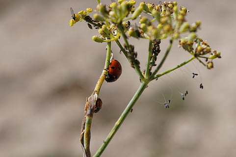 marieta, naturalesa, insectes, temes d'animals, invertebrat, planta, insecte, animal, fauna animal, escarabat, un animal, animals a la natura, cap gent, primer pla, flor, centrar-se en primer pla, dia, menjar, fruita, a l'aire lliure, arbre, 5K, CC0, domini públic, lliure de regalies
