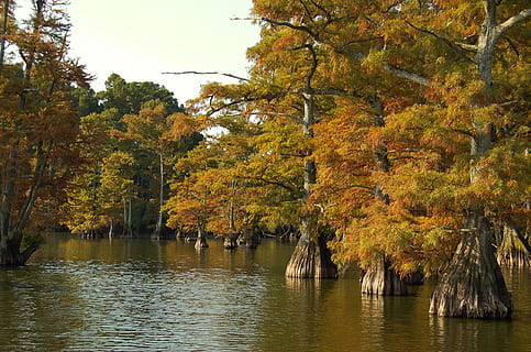 fallen, Natur, Baum, Blatt, Holz, Jahreszeit, Tennessee, Orange, Herbst, natürlich, Grün, See, Wasser, Zypresse, Blätter, Laub, draussen, Pflanze, Veränderung, Schönheit in der Natur, Ruhe, Szenen - Natur, keine Leute, Wachstum, ruhige Szene, Tag, orange Farbe, Ufergegend, Nicht-städtische Szene, idyllisch, draußen, Herbstkollektion, natürlicher Zustand, 1080P, CC0, gemeinfrei, lizenzfrei
