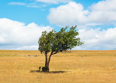 verd, fulles, arbre, envoltat, herba, ennuvolat, cel, durant el dia, naturalesa, núvol, paisatge, simple, mínim, dia, assolellat, prada, camp, vent, plana, ombra, Pacífic nord-oest, Estat de Washington, núvol - cel, medi ambient, planta, terra, bellesa a la natura, tranquil·litat, escena tranquil·la, arbre únic, escenics - natura, horitzó sobre la terra, creixement, escena no urbana, cap gent, horitzó, a l'aire lliure, aïllat, semiàrid, clima àrid, 5K, CC0, domini públic, lliure de regalies