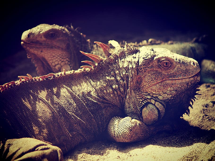 iguana, llangardaix, drac, cap, animal, vista lateral, Perfil, primer pla, espines, escamosa, tropical, verd, criatura, nivell dels ulls, barbut, posant, pics, retrat, barba, fixa't, herbívor, naturalesa, Iguana verda, exòtic, rèptil, escales, vida salvatge, temes d'animals, un animal, fauna animal, vertebrats, animals a la natura, cap gent, part del cos dels animals, terra, llum solar, escala d’animals, drac barbut, centrar-se en primer pla, rock, dia, cap d’animals, 2K