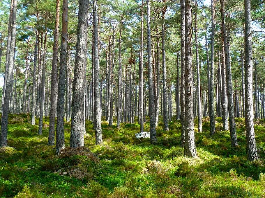 fotografie, verde, copaci, timpul zilei, pădure, ecologie, mediu inconjurator, peisaj, plante, natură, frunze, iarbă, copac, în aer liber, vară, Culoarea verde, scenics, plantă, teren, trompă, trunchi de copac, creştere, liniște, frumusețe în natură, o scenă liniștită, nici o persoana, zi, scenă non-urbană, scenice - natura, bambus - planta, pădure tropicală, 2K