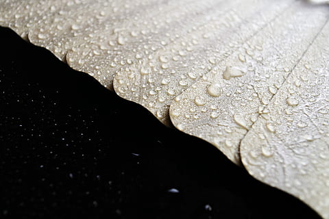 shutter, curtains, window, drop, water, wet, close-up, nature, rain, no people, raindrop, outdoors, day, leaf, plant part, selective focus, beauty in nature, backgrounds, monsoon, dew, full frame, purity, rainy season, 5K, CC0, public domain, royalty free