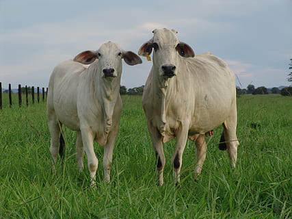 ku, matrise, kveg, kid, kvige, pattedyr, innenlands, husdyr, dyr, kjæledyr, gress, felt, dyre temaer, land, gruppe dyr, anlegg, virveldyr, himmel, landskap, natur, stående, ingen folk, miljø, planteetende, utendørs, 2K, CC0, offentlig domene, opphavsrett gratis