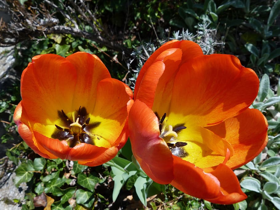 blomst, tulipan, vår, rød, blomstring, hage, natur, anlegg, ingen folk, friskhet, vekst, blomstrende plante, skjønnhet i naturen, petal, skjørhet, sårbarhet, nærbilde, blomsterhodet, inflorescence, oransje farge, dag, pollen, utendørs, gul, 4K