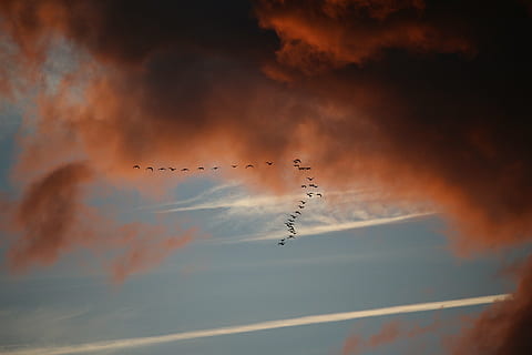 skyer, himmel, fuglemigration, mørke skyer, aftenhimmel, solnedgang, flyvende, fugl, flok af fugle, natur, gruppe af dyr, sky - himmel, samarbejde, luft show, lav vinkel visning, fly, luftfartøj, på farten, bevægelse, kampfly, ingen mennesker, hvirveldyr, dampspor, skønhed i naturen, 5K, CC0, offentligt domæne, royaltyfrie