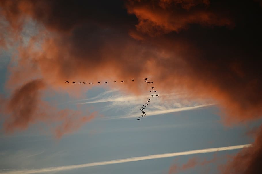núvols, cel, migració d'ocells, núvols foscos, cel de la nit, posta de sol, volant, ocell, ramat d’ocells, naturalesa, grup d’animals, núvol - cel, treball en equip, espectacle aeri, vista d’angle baix, cooperació, avió, vehicle aeri, en moviment, moviment, avió de combat, cap gent, vertebrats, pista de vapor, bellesa a la natura, 5K