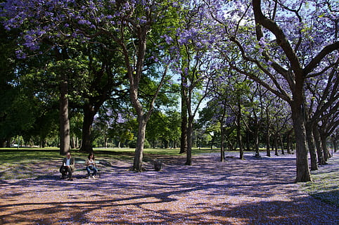pohon jacaranda, pohon, taman, violet, ungu, pemandangan, gurun, alam, liar, di luar ruangan, lingkungan Hidup, melihat, indah, tanah, di luar rumah, taman - ruang buatan manusia, menanam, pertumbuhan, batang pohon, bagasi, ketenangan, hari, keindahan di alam, tidak ada orang, adegan yang tenang, sinar matahari, trotoar, warna hijau, bayangan, scenics - alam, treelined, 4K, CC0, domain publik, bebas royalti