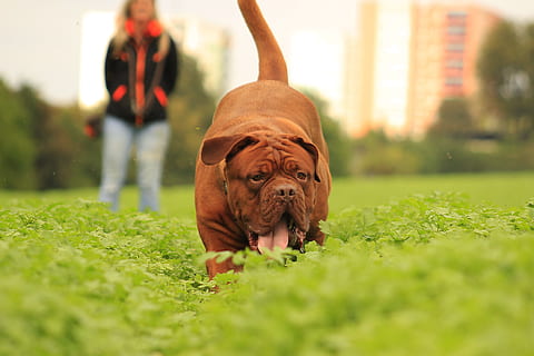 Hund, mastiffs, Bordeaux, de, dogue, draußen, Sommer-, lustig, Erwachsene, Natur, Frühling, braun, Tier, Gras, Haustier, Französisch, sonnig, Park, Säugetier, Hündchen, Vollblut-, männlich, Garten, stark, hoch, Eckzahn, Haustiere, ein Tier, inländisch, Pflanze, Wirbeltier, grüne Farbe, selektiver Fokus, Tag, Porträt, Menschen, reinrassiger Hund, klein, Oberflächenniveau, 5K, CC0, gemeinfrei, lizenzfrei