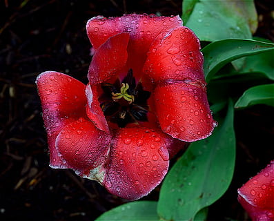bunga tulp, merah, musim semi, berkembang, basah, embun, tetesan, hujan, alam, bunga, hijau, mekar, menanam, taman, daun, segar, daun bunga, musim, penuh warna, warna, bersemangat, pertumbuhan, merapatkan, keindahan di alam, penurunan, tanaman berbunga, air, kesegaran, tidak ada orang, bagian tanaman, hal berkembang, kerapuhan, kerentanan, kepala bunga, 1080P, CC0, domain publik, bebas royalti