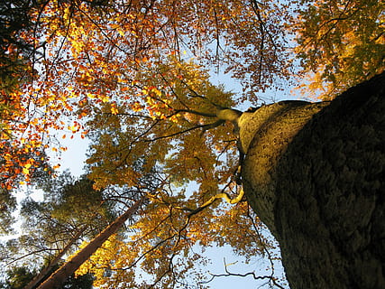 Buchenwald, fagus sylvatica, Buche, Baumkronen, reflektierte Strahlen, Bäume, Pflanze, Licht, Gelb, Strahlen, Sonne, hell, Geäst, gefallene Blätter, Herbst, Himmel, Wald, Farben, Aussicht, Natur, Ast, Blatt, Laubbaum, Baum, Veränderung, Flachwinkelansicht, Schönheit in der Natur, keine Leute, Baumstamm, Kofferraum, Pflanzenteil, Tag, Wachstum, Ruhe, draußen, Szenen - Natur, Baumkrone, direkt darunter, natürlicher Zustand, 4K, CC0, gemeinfrei, lizenzfrei