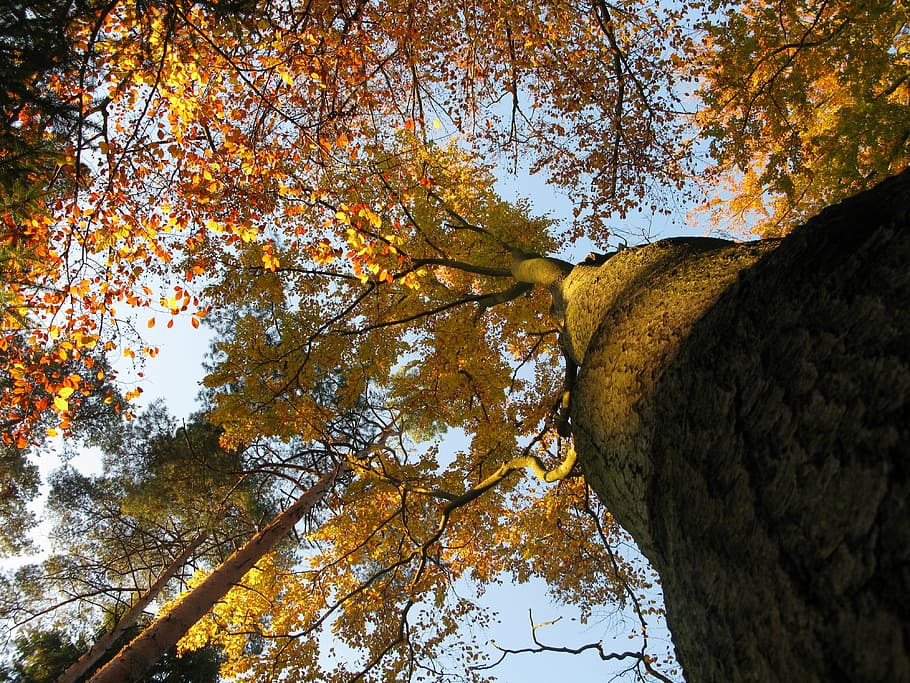 Buchenwald, fagus sylvatica, Buche, Baumkronen, reflektierte Strahlen, Bäume, Pflanze, Licht, Gelb, Strahlen, Sonne, hell, Geäst, gefallene Blätter, Herbst, Himmel, Wald, Farben, Aussicht, Natur, Ast, Blatt, Laubbaum, Baum, Veränderung, Flachwinkelansicht, Schönheit in der Natur, keine Leute, Baumstamm, Kofferraum, Pflanzenteil, Tag, Wachstum, Ruhe, draußen, Szenen - Natur, Baumkrone, direkt darunter, natürlicher Zustand, 4K