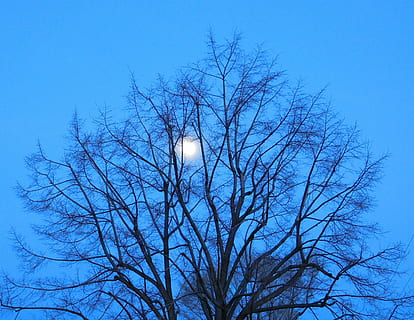 azul, lua, árvore, filiais, céu, noite, silhueta, crepúsculo, brilho, lunar, natureza, árvore nua, ramo, visão de baixo ângulo, plantar, ninguém, ao ar livre, lua cheia, tranquilidade, céu limpo, beleza na natureza, espaço, iluminado, astronomia, luar, 4K, CC0, domínio público, royalty free