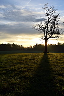 arbre, kahl, llum de fons, ombra, naturalesa, herba, cel, núvol, solitari, de novembre, tardor, humor, arbre nu, branques, corona, branques nues, silueta, planta, escena tranquil·la, bellesa a la natura, tranquil·litat, escenics - natura, camp, medi ambient, paisatge, terra, posta de sol, núvol - cel, escena no urbana, cap gent, creixement, a l'aire lliure, aïllat, 5K, CC0, domini públic, lliure de regalies