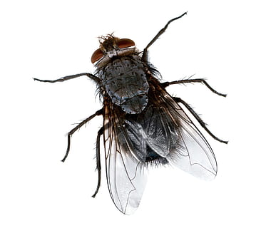 avvicinamento, fotografia, Comune, mosca domestica, da vicino la fotografia, volare, macro, insetto, peste, occhi, Ali, gambe, natura, vicino, capo, peloso, raccapricciante, animale, isolato, sfondo bianco, isolato su bianco, animale morto, ala animale, antigienico, biologia, girato in studio, temi animali, fauna selvatica, un animale, lunghezza intera, invertebrato, animali allo stato selvatico, in casa, nessuno, ritagliare, artropodo, copia spazio, parte del corpo animale, occhio animale, 1080P, CC0, dominio pubblico, privo di copyright