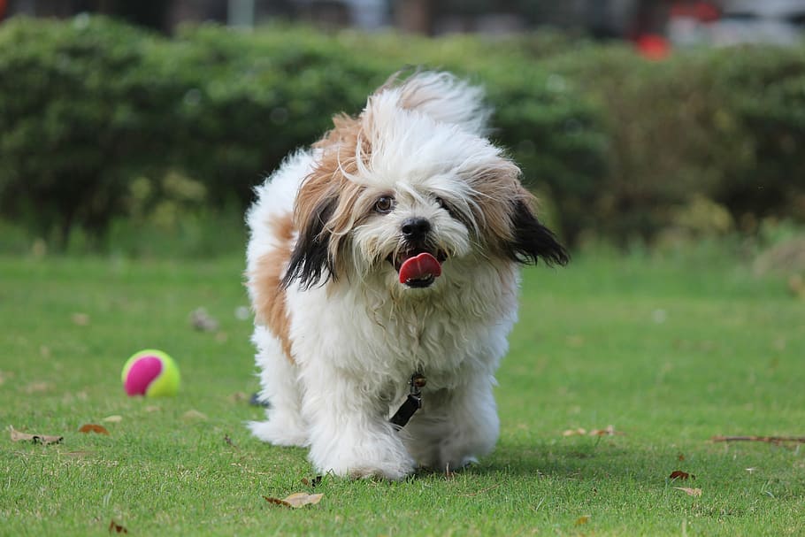 přikývl, lhasa apso, kokos, domácí zvíře, roztomilý, štěně, roztomilé štěně, zvíře, Pes, domácí mazlíčci, tráva, jednoho zvířete, zaměřit se na popředí, domácí zvířata, domácí, zvířat, savec, psí, rostlina, míč, zelená barva, portrét, Příroda, obratlovců, trávník, nikdo, zvířecí chlupy, malý, zvířecí jazyk, 5K