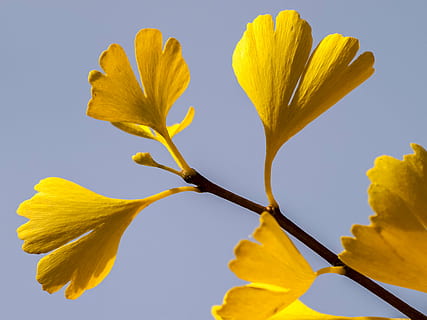 leaf, gingko, tree, nature, yellow, flower, flowering plant, plant, petal, close-up, freshness, fragility, growth, vulnerability, beauty in nature, flower head, studio shot, inflorescence, no people, botany, outdoors, vibrant color, plant stem, springtime, pollen, softness, sepal, 4K, CC0, public domain, royalty free