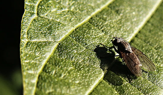 fly, insect, sheet, macro, green, morning, invertebrate, one animal, animal, animal themes, animal wildlife, close-up, animals in the wild, plant part, leaf, nature, green color, no people, day, plant, animal wing, selective focus, sunlight, outdoors, growth, 720P, CC0, public domain, royalty free