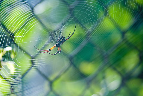 păianjen, web, macro, verde, panza de paianjen, un animal, animale tematice, animale în sălbăticie, animal, animale sălbatice, fragilitate, nevertebrat, arahnide, artropod, a închide, insectă, vulnerabilitate, nici o persoana, supravieţuire, să se concentreze asupra primelor elemente, partea corpului animalului, zoologie, selectiv, picior de animale, complexitate, în aer liber, 4K, CC0, domeniu public, fără drepturi de autor