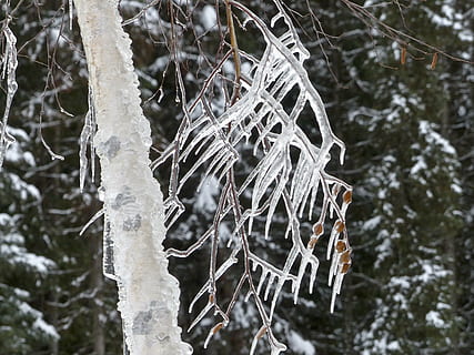 jääpuikot, kylmä, jäinen, talvi-, haara, puu, lähikuva, luonto, koivu, jää kattaa, kylmä lämpötila, lumi, jäädytetty, keskittyä etualalle, kasvi, jää, päivä, ei ihmisiä, kauneus luonnossa, jääpuikko, maa, tyyneys, metsä, valkoinen väri, ulkona, äärimmäinen sää, lumisade, lumimyrsky, 4K, CC0, public domain, rojaltivapaa