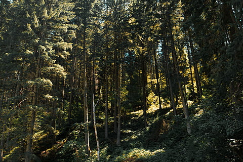 Waldbäume, tagsüber, Grün, Bäume, Wald, Schatten, immergrün, Baum, Laub, draussen, Sonnenlicht, szenisch, Landschaft, Natur, Pflanze, Wachstum, Schönheit in der Natur, Land, Ruhe, ruhige Szene, keine Leute, Szenen - Natur, Nicht-städtische Szene, Tag, Baumstamm, Kofferraum, grüne Farbe, draußen, idyllisch, Nadelbaum, Kiefernwald, 5K, CC0, gemeinfrei, lizenzfrei