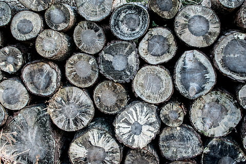 toras marrons, lote de log cortado, tronco, árvore, cortar, floresta, natureza, quadro completo, grande grupo de objetos, lenha, registro, madeira, pilha, origens, abundância, indústria madeireira, madeira - material, monte, desmatamento, pilha de lenha, ninguém, forma, padronizar, ao ar livre, 5K, CC0, domínio público, royalty free