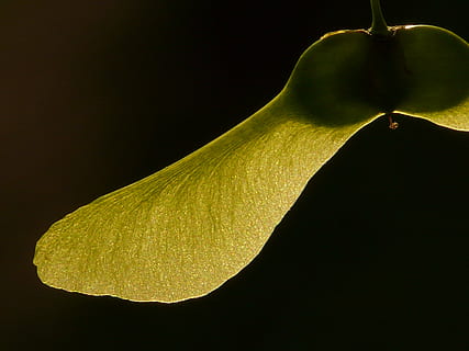maple fruit, maple, tree, green, norway maple, acer platanoides, needle leaf maple, sun, light, illuminate, rotation, column fruit, geflüglete maple fruit, seeds, black background, studio shot, food and drink, close-up, food, no people, freshness, healthy eating, wellbeing, single object, indoors, yellow, hanging, plant, nature, green color, copy space, fruit, plant stem, organic, 2K, CC0, public domain, royalty free
