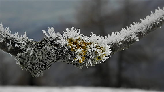 brina, zimowy, zimno, śnieg, zimna temperatura, mrożony, drzewo, skupić się na pierwszym planie, Natura, roślina, Oddział, lód, mróz, środowisko, zbliżenie, piękno natury, płatek śniegu, żadnych ludzi, dzień, spokój, las, na dworze, drzewo iglaste, burza śnieżna, sosna, zamarznięta woda, jodła, porost, 2K, CC0, domena publiczna, darmowe zdjęcia