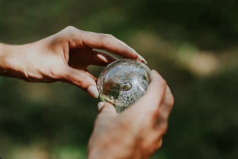 little, crystal ball, Woman, little crystal, female, hands, glass building, femine, nature, human Hand, animal, holding, wildlife, outdoors, people, human body part, one person, day, hand, one animal, focus on foreground, animal wildlife, animals in the wild, close-up, vertebrate, bird, body part, young animal, hands cupped, care, finger, small, 5K