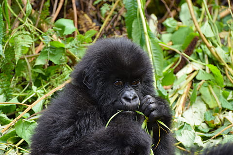 foto, nero, scimmia, mangiare, erba, giorno, verde, piante, gorilla, le foglie, primate, animale, gorilla silverback, natura, specie in pericolo, mammifero, Ruanda, animali allo stato selvatico, Africa, foresta pluviale tropicale, colore nero, organismo vivente, animali selvaggi, Africa dell'est, nessuno, un animale, mammiferi, all'aperto, fauna selvatica, temi animali, vertebrato, terra, giovane animale, ritratto, pianta, avvicinamento, foresta pluviale, testa di animale, 4K, CC0, dominio pubblico, privo di copyright