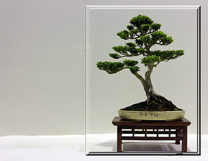 green, leafed, bonsai plants, bonsai, tree, small, frame, growing, japanese, branches, trunk, plant, bonsai tree, indoors, growth, nature, no people, green color, seat, potted plant, studio shot, table, wall - building feature, copy space, wood - material, chair, day, beauty in nature, houseplant, flower pot, 2K, CC0, public domain, royalty free