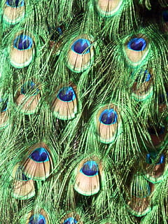 macro, material, peacock, color, nature, animal, multicoloured, bright colors, close-up, full frame, no people, peacock feather, multi colored, feather, natural pattern, beauty in nature, green color, backgrounds, animal themes, bird, pattern, day, animal wildlife, blue, beauty, softness, 2K, CC0, public domain, royalty free
