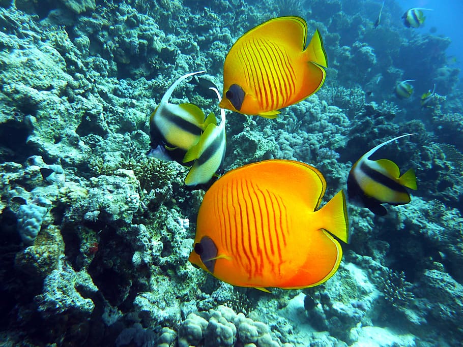 dos, peixos àngel, taronja, busseig, sota l'aigua, bussejar, peix mariposa, peix de bandera, món submarí, aigua, meeresbewohner, fauna animal, animals a la natura, mar, animal, temes d'animals, peix, la vida marina, submarí, marí, nedar, vertebrats, grup d’animals, coral, groc, cap gent, naturalesa, invertebrat, a l'aire lliure, ecosistema, 2K