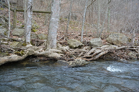 arrel, corrent, arbre, banc, aigua, rierol, riu, flux, naturalesa, bosc, planta, terra, tranquil·litat, bellesa a la natura, rock, cap gent, escenics - natura, tronc, aigua que flueix, dia, tronc de l'arbre, sòlid, rock - object, rierol: aigua que flueix, a l'aire lliure, que flueix, 5K, CC0, domini públic, lliure de regalies