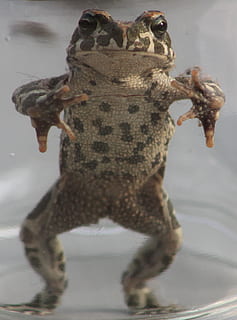 rospo, teso, contatto visivo, anfibio, animale, rana, natura, un animale, fauna selvatica, animali allo stato selvatico, in casa, avvicinamento, nessuno, concentrarsi sulle conoscenze acquisite, vertebrato, acqua, lunghezza intera, rettile, Marrone, giorno, vista frontale, marino, 2K, CC0, dominio pubblico, privo di copyright