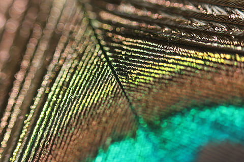pavone, piuma, sfondo, ala, uccello, colorato, macro, astratto, sfondi, avvicinamento, colore verde, nessuno, foglia, parte vegetale, modello, pianta, fotogramma intero, natura, messa a fuoco selettiva, modello naturale, crescita, bellezza nella natura, giorno, fragilità, strutturato, vulnerabilità, all'aperto, felce, foglia di palma, le foglie, 4K, CC0, dominio pubblico, privo di copyright