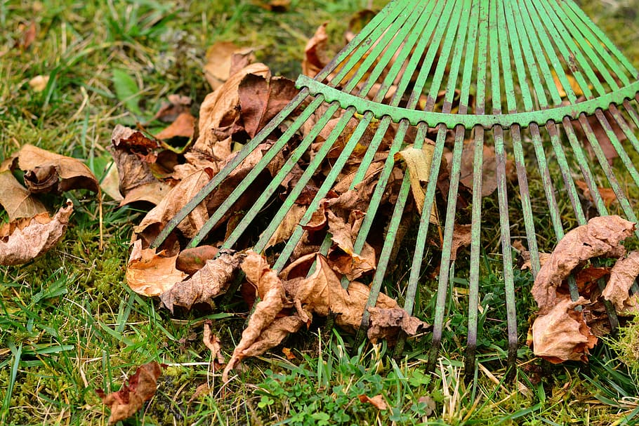 sec, fulles, verd, rasclet, fulles de rasclet, informàtica, tardor, fullatge de tardor, jardí, treballar, jardineria, fulles de tardor, temps de jardí, ratllar les fulles, sòl, herba, planta, camp, part de la planta, full, naturalesa, cap gent, dia, terra, vista d’angle alt, color verd, primer pla, animal, creixement, menjar, a l'aire lliure, centrar-se en primer pla, vegetals, fong, 5K