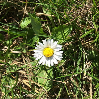 floare, Danemarca, vară, sol, flori, natural, idilă, avea, iarbă, galben, pe marginea drumului, ofilit, încântare, căldură, ro, odihnă, frunze, planta cu flori, plantă, prospeţime, fragilitate, vulnerabilitate, petală, frumusețe în natură, creştere, cap de floare, inflorescenţă, a închide, natură, culoare alba, zi, camp, margaretă, teren, polen, nici o persoana, în aer liber, 4K, CC0, domeniu public, fără drepturi de autor