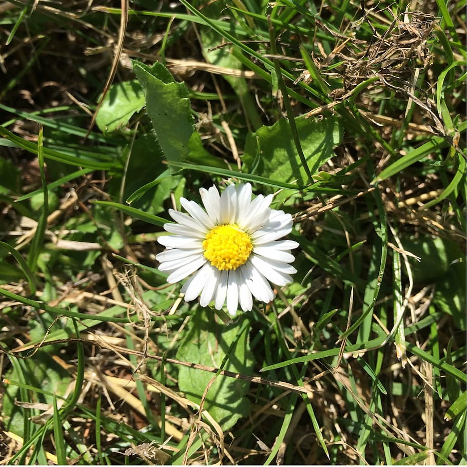 flor, Dinamarca, estiu, sol, flors, natural, idil·li, tenir, herba, groc, vora del camí, marchit, delícia, calor, ro, descans, fulles, planta amb flors, planta, frescor, fragilitat, vulnerabilitat, pètal, bellesa a la natura, creixement, cap de flor, inflorescència, primer pla, naturalesa, Color blanc, dia, camp, margarida, terra, pol·len, cap gent, a l'aire lliure, 4K