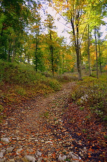 traseu, pădure, toamnă, excursie, Munte, calea europeană, e5, Lessinia, Italia, copac, plantă, teren, liniște, natură, frunze, parte a plantelor, frumusețe în natură, Schimbare, creştere, zi, o scenă liniștită, scenă non-urbană, scenice - natura, nici o persoana, culoare portocalie, în aer liber, cădea, 5K, CC0, domeniu public, fără drepturi de autor