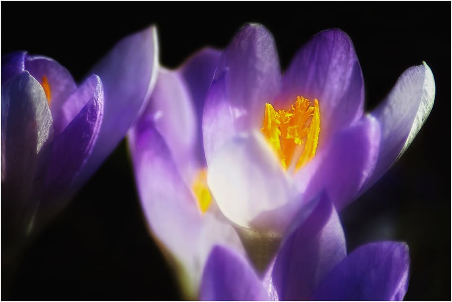 safrà, violeta, licitació, tancar, flor, florir, primavera, porpra, naturalesa, safrà de primavera, flors, schwertlilie gewaechs, color, colorit, planta, macro, flor única, lenz, frühlingsanfang, frühlingsblüher, blau, pètal, bellesa a la natura, color rosa, cap de flor, fons, fragilitat, planta amb flors, frescor, inflorescència, vulnerabilitat, primer pla, creixement, pol·len, iris, cap gent, fons negre, suavitat, enfocament suau, jardí ornamental, 4K