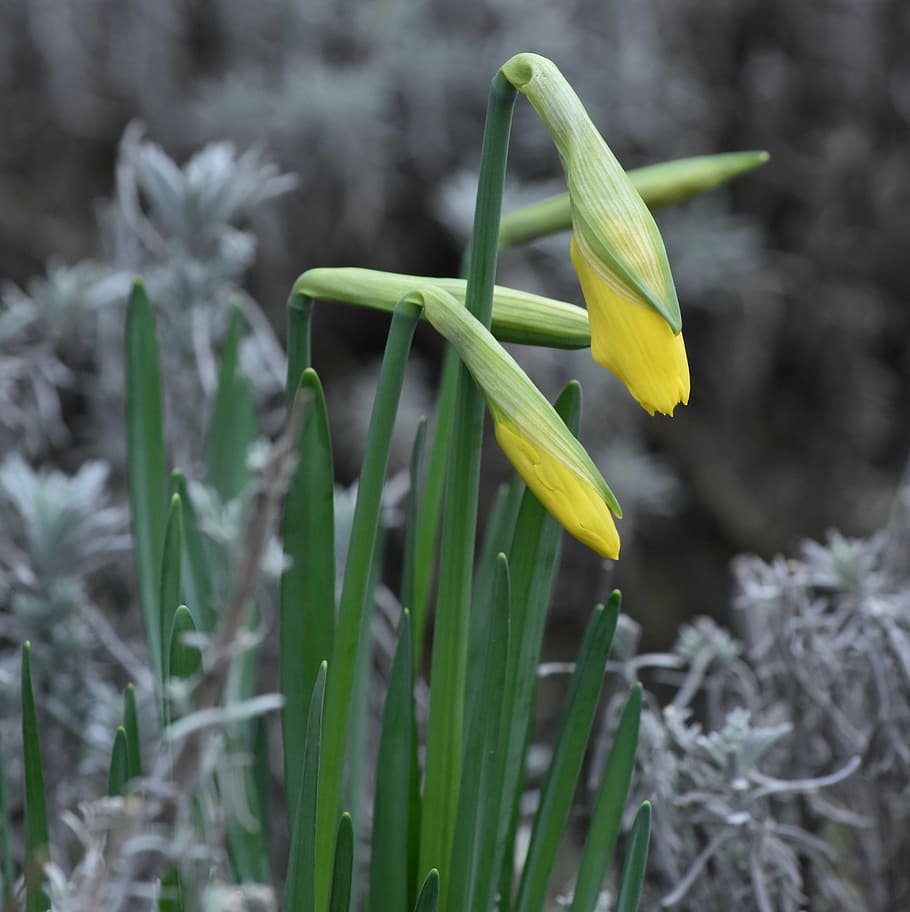 ดอกไม้, ดอกไม้อีสเตอร์, Narcis, ฤดูใบไม้ผลิ, สีเหลือง, ธรรมชาติ, สีเขียว, การเจริญเติบโต, ปลูก, ความสด, ไม่มีคน, ใกล้ชิด, กลางแจ้ง, วัน, ไม้ดอก, ความอ่อนแอ, ความบอบบาง, ความงามในธรรมชาติ, มุ่งเน้นไปที่เบื้องหน้า, กลีบดอกไม้, ส่วนของพืช, หัวดอกไม้, ช่อดอก, ที่ดิน, 4K