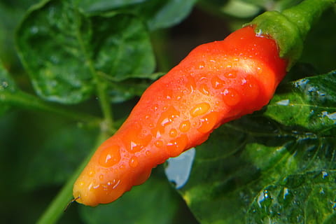 chili, kolea, cabe, punainen, mausteinen, ruoka, tuore, kuuma, mauste, vihannes, terve, ainesosa, orgaaninen, ruoanlaitto, vihreä, kasvissyöjä, meksikolainen, luonto, kokki, Chile, aromi, tuoreus, pöytä, ruoka ja juoma, lähikuva, terveellinen ruokavalio, vesi, pudota, hyvinvointi, ei ihmisiä, puun lehti, märkä, kasvi-osa, kasvi, kasvu, vihreä väri, keskittyä etualalle, kypsä, kaste, 4K, CC0, public domain, rojaltivapaa