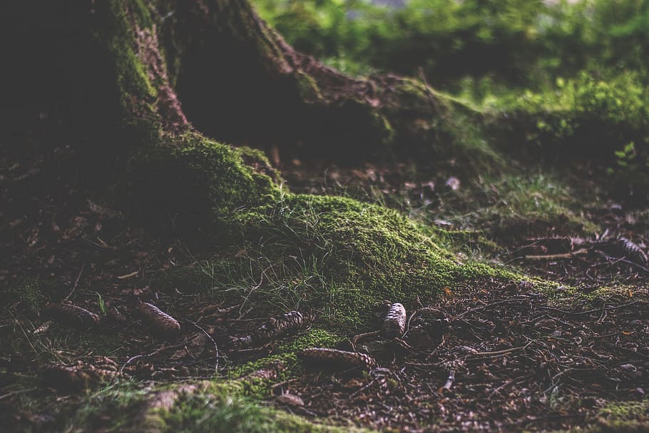 Landschaft, Natur, Moos, Baum, Tageslicht, Umgebung, draußen, Kiefernzapfen, Wurzeln, Pflanze, Land, Wachstum, Wald, Tag, selektiver Fokus, keine Leute, Ruhe, Feld, grüne Farbe, Schönheit in der Natur, Baumstamm, Wurzel, Kofferraum, Pflanzenteil, Nahansicht, Borke, 5K